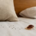 Essential Strategies to Prevent Bed Bug Infestations: Key Facts and Tips