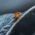 Understanding Bed Bugs: Can They Live in Your Clothes?