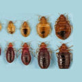 Understanding Bed Bug Inspection: Identifying Eggs and Nymphs