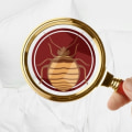 Understanding Bed Bug Habitats: Beyond the Mattress