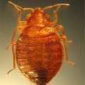 What to Do If You Spot a Single Bed Bug in Your Home