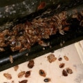 Identifying Bed Bug Infestations: Key Signs and Facts