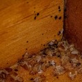 Understanding Bed Bugs: Can They Live in Your Furniture?
