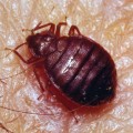 How to Effectively Identify a Bed Bug Infestation