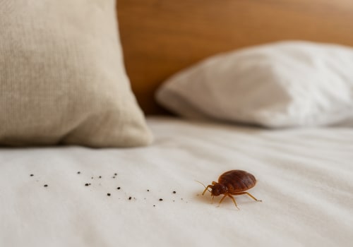 Essential Strategies to Prevent Bed Bug Infestations: Key Facts and Tips
