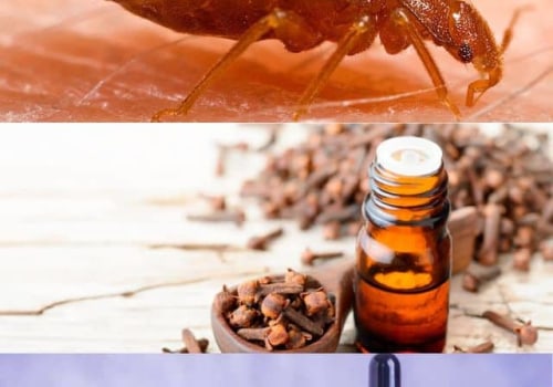 Exploring the Effectiveness of Natural Remedies for Bed Bug Infestations