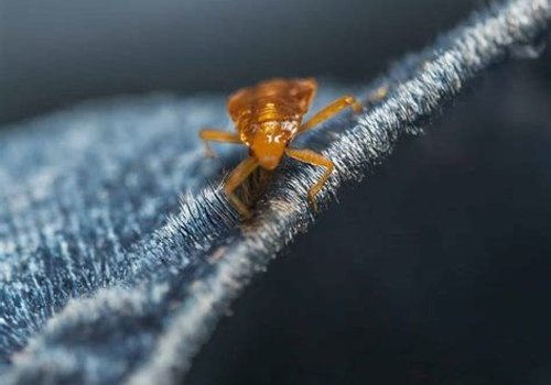 Understanding Bed Bugs: Can They Live in Your Clothes?