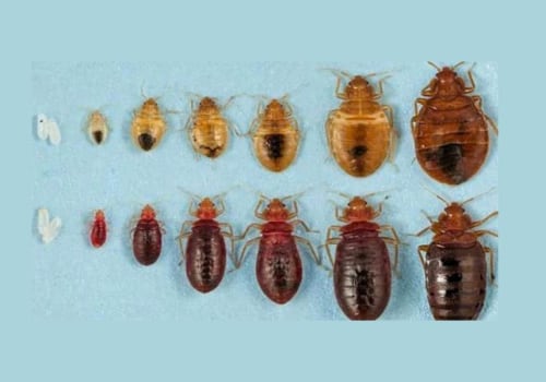 Understanding Bed Bug Inspection: Identifying Eggs and Nymphs