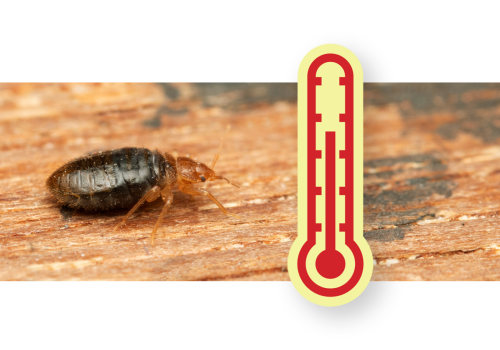 Understanding Bed Bug Survival in Extreme Temperatures