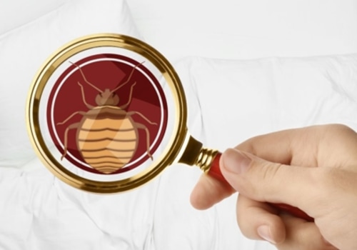 Understanding Bed Bug Habitats: Beyond the Mattress