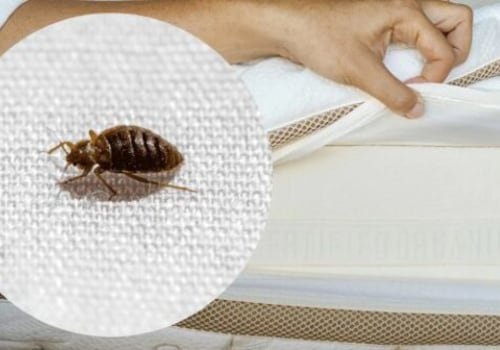 Effective Strategies for Disposing of Bed Bug Infested Items