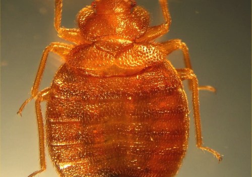 What to Do If You Spot a Single Bed Bug in Your Home