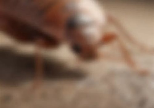 Understanding Bed Bug Size: Key Facts and Insights