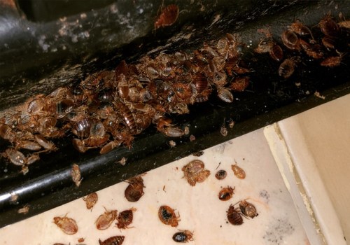 Identifying Bed Bug Infestations: Key Signs and Facts
