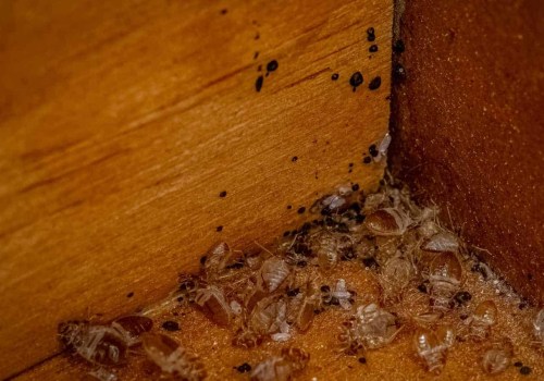 Understanding Bed Bugs: Can They Live in Your Furniture?