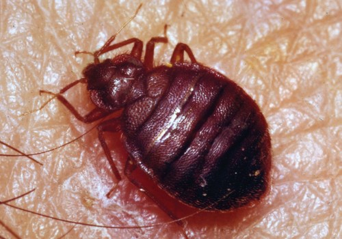 Understanding Allergic Reactions to Bed Bug Bites: What You Need to Know