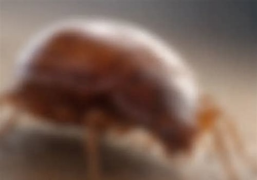 Effective Treatments for Bed Bug Bites: Understanding and Relief